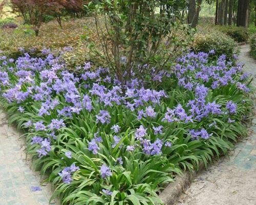 紫花鸢尾的种植与养护（打造优美庭院，从紫花鸢尾开始）