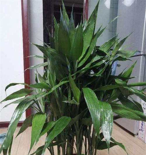 如何养护富贵竹？（打造清新绿色家居环境，从养富贵竹开始）