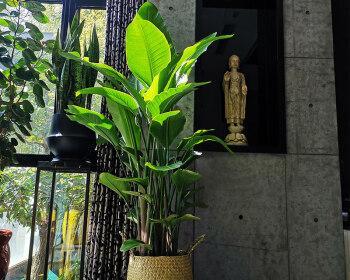办公室植物的杀手！（了解这些杀手，让你的办公室植物更加健康。）
