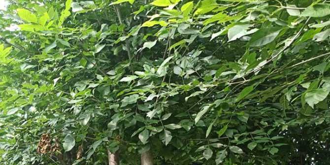 白蜡树花期及蜜源情况详解（白蜡树开花时间、蜜量及蜜质分析）