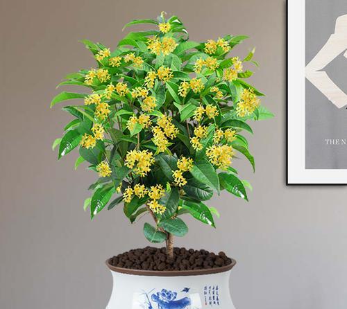 探秘室内花卉盆景（美丽生机装扮居室，打造室内花园）