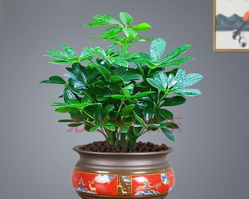 探秘室内花卉盆景（美丽生机装扮居室，打造室内花园）