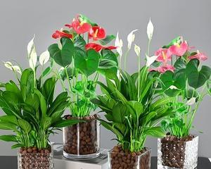 水培粉掌的种植方法（轻松掌握水培技巧，助力美化家居环境）