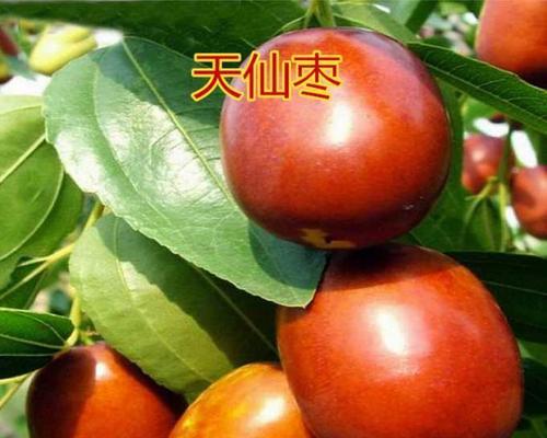 枣树苗的最佳栽种时间（选择适宜的季节，让枣树苗生长更健康）
