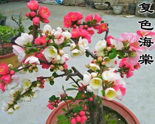 海棠花品种大观园（了解不同品种，赏花更有味）
