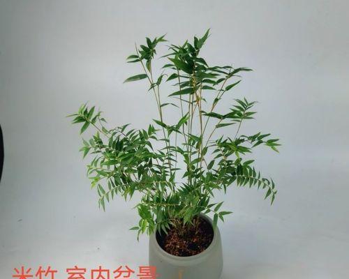 适合室内养的竹子（打造绿色室内环境，从竹子开始）