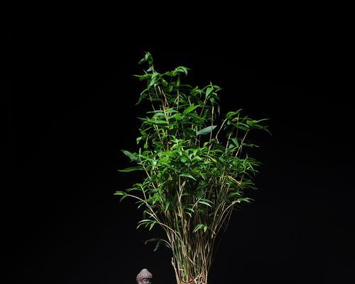 适合室内养的竹子（打造绿色室内环境，从竹子开始）