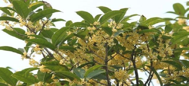赏桂花，品芬芳之美（桂花的特点与美学魅力）