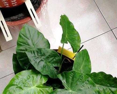 滴水观音秋季肥料的施用（掌握正确的施肥时间，打造嫩绿欲滴的滴水观音）