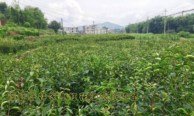 油茶种植栽培技术（探索高产高效的油茶栽培技巧）
