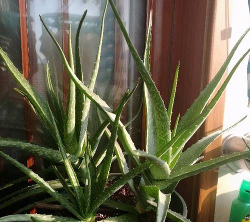 如何快速种植芦荟（芦荟生长必备肥料及其应用方法）