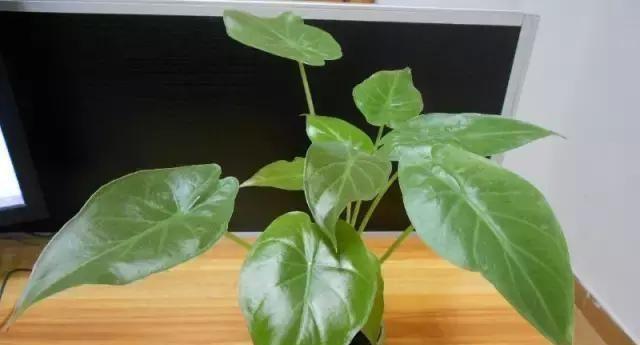 探秘最旺财水培植物（打造家居绿化好选择）