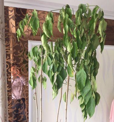 幸福树掉叶子的原因分析（探究幸福树掉叶子的背后，让你更懂得爱护植物）