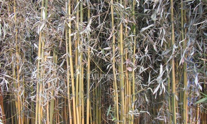 竹子到底是树还是草？（植物学家的争议、分类标准与生长特点）