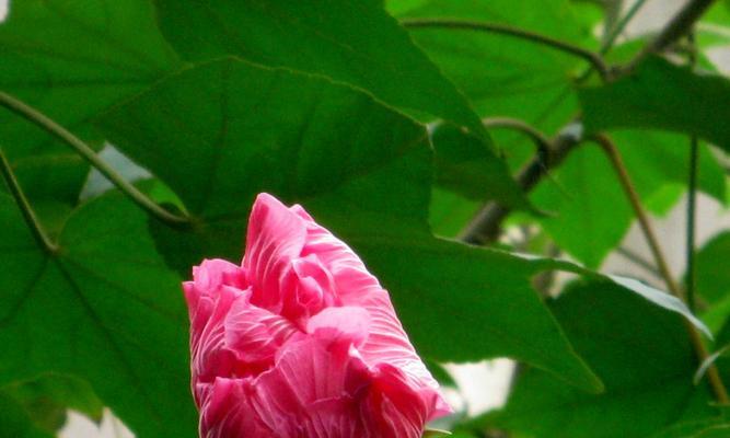 芙蓉花之双色绽放（探究芙蓉花为何会并开两个颜色）