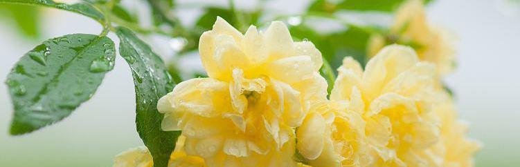 鬼招手的奇妙之花——木香花（探寻木香花之谜，了解其特点与功效）