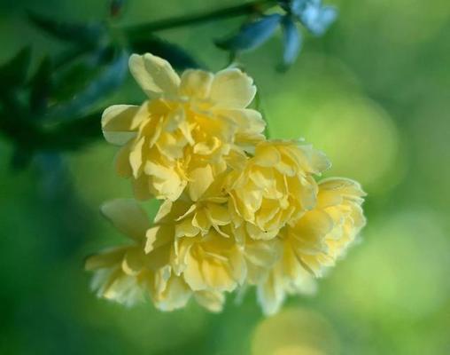 鬼招手的奇妙之花——木香花（探寻木香花之谜，了解其特点与功效）