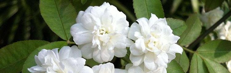 鬼招手的奇妙之花——木香花（探寻木香花之谜，了解其特点与功效）