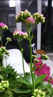 最不吉利的花——百合花（揭秘百合花的种种迷信与禁忌）