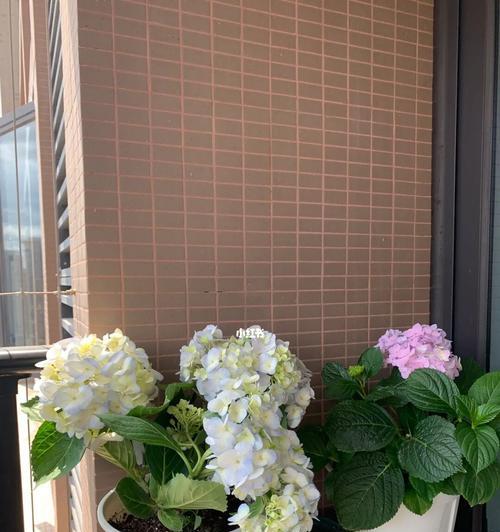 绣球花的养护秘籍（打造美丽绣球，从这里开始）
