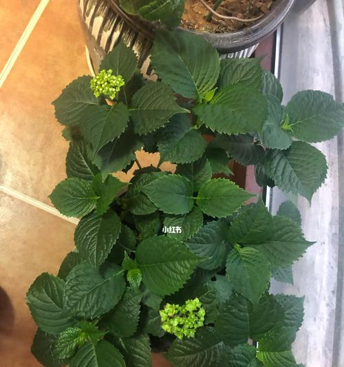 绣球花的养护秘籍（打造美丽绣球，从这里开始）