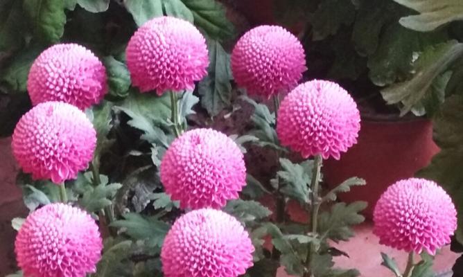 秋天菊花的管理技巧（打造美丽花园的秘诀）