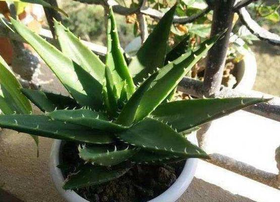 如何科学浇水？——芦荟多久浇一次水合适（浇水频率调控指南｜芦荟生长小技巧｜不同环境下的浇水方法）