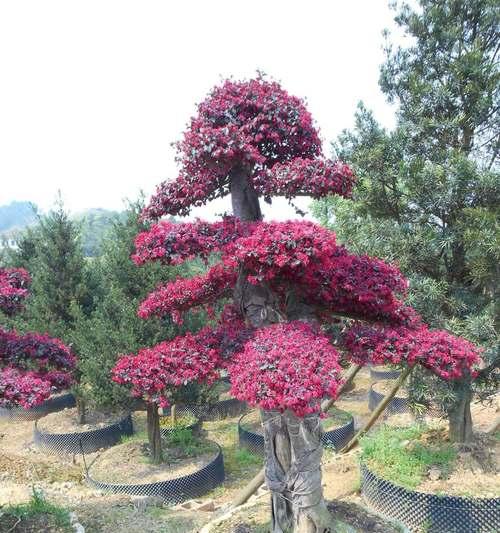 红花继木盆景的养护方法（打造精致庭院，）