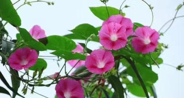 让你的牵牛花爆盆，变成“一盆春色”（打造美丽的牵牛花爆盆，分享种植心得与技巧）