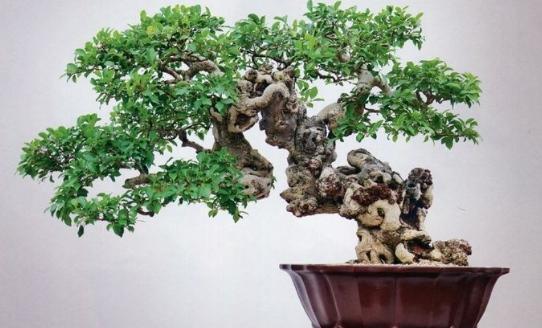 欣赏榕树盆景的魅力（探秘榕树盆景的特点与技巧）