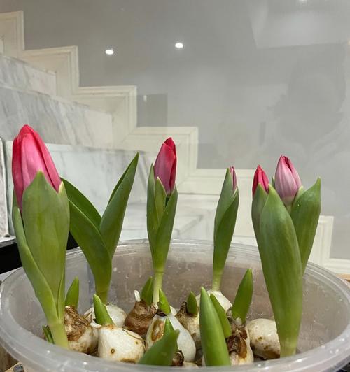 如何正确种植郁金香花？（从选址到养护，全方位指导）
