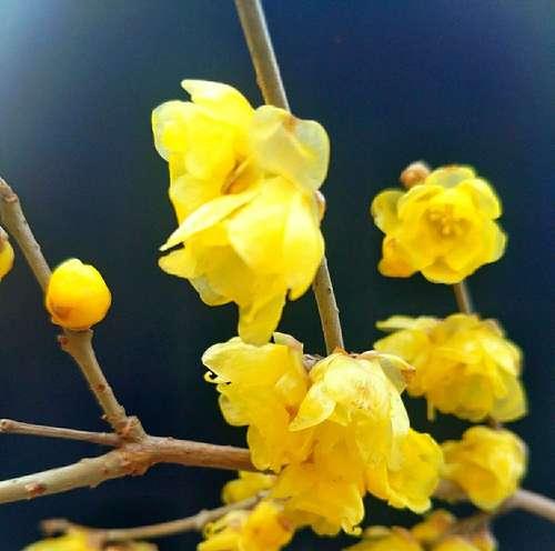 寒冬里的美丽，腊梅花什么时候开？（腊梅花开放时间、开放期间和腊梅花的花语。）