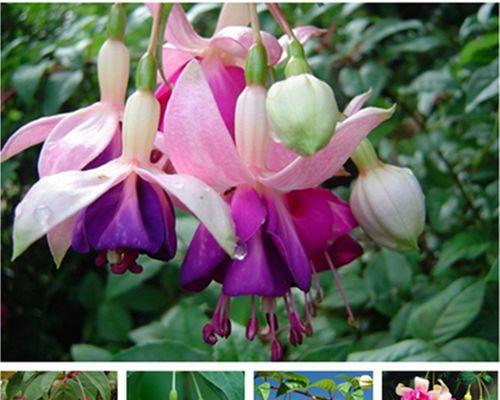 灯笼花种子的养殖方法（从选种到移栽，轻松掌握种植技巧）