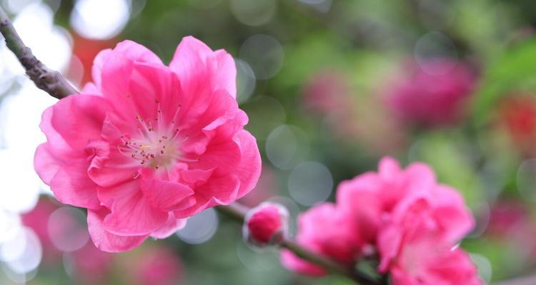 揭秘桃花的精神内涵与文化含义（揭秘桃花的精神内涵与文化含义）