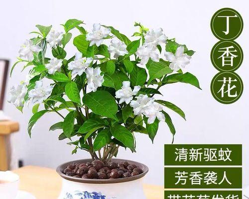 如何养护丁香花？（室内丁香花的养护技巧）