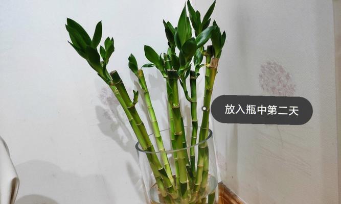 水培富贵竹养护技巧（打造健康生长的富贵竹秘笈）