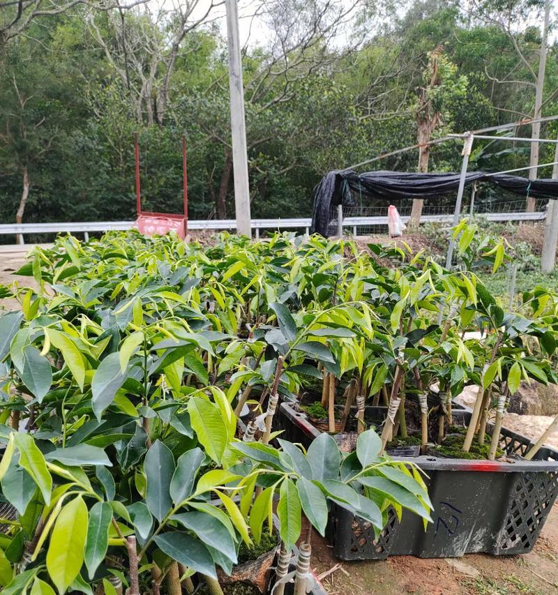 沉香树种植条件（如何为沉香树提供理想生长环境）