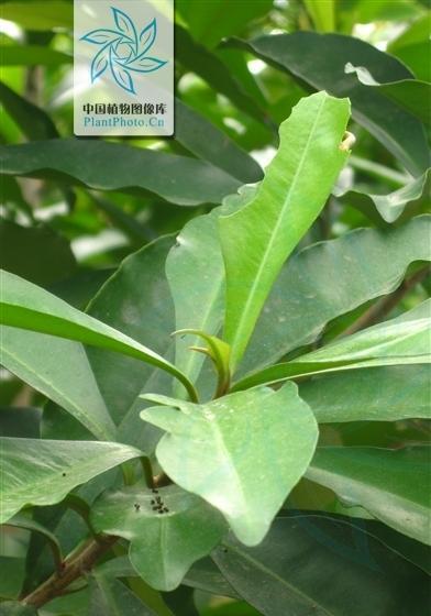探秘紫金牛科植物——优雅与神秘的花园之花（从外貌到药用，由浅入深的紫金牛科植物详解）