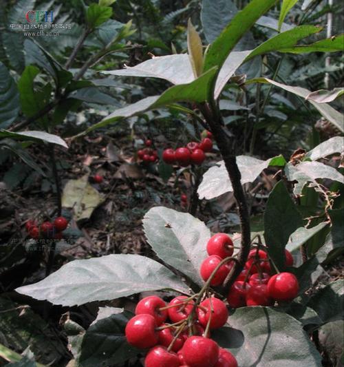 探秘紫金牛科植物——优雅与神秘的花园之花（从外貌到药用，由浅入深的紫金牛科植物详解）
