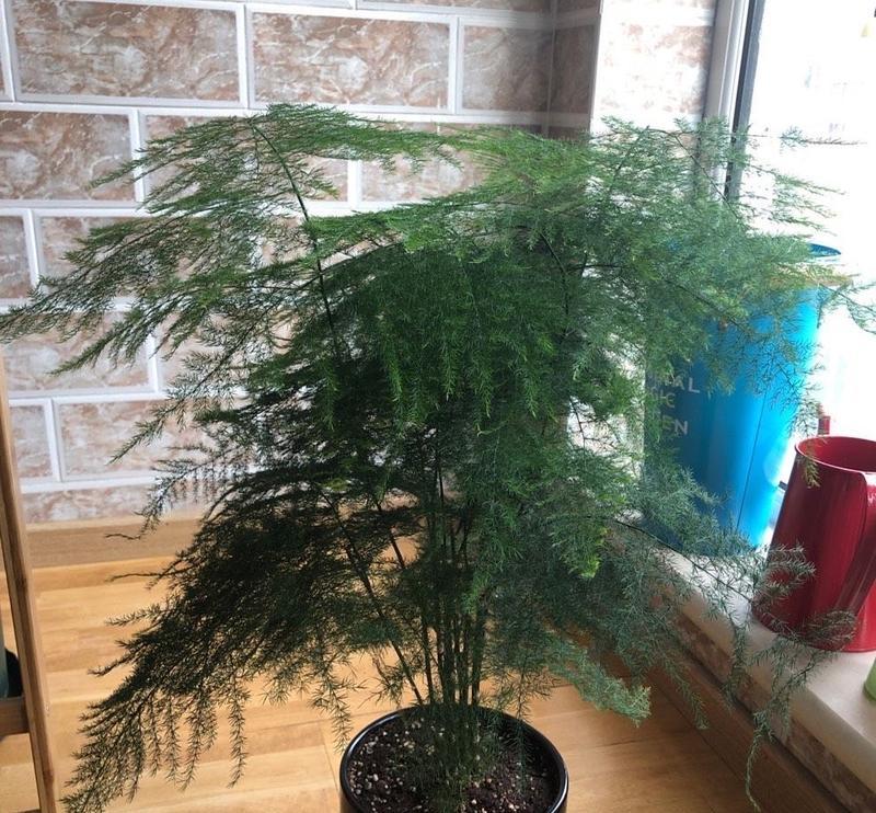 急救文竹叶子发黄，让它重获健康！（挽救文竹，从叶子开始；文竹叶子发黄，这个方法很管用！）
