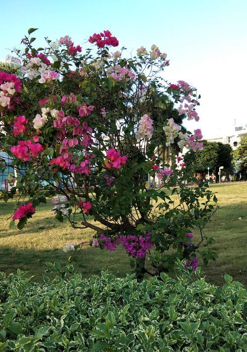 十月花开，秋色浓郁（品读秋天的绚烂）
