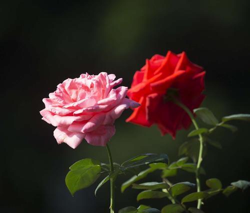 玫瑰花的特点与象征意义（探寻玫瑰的美丽魅力与情感表达）
