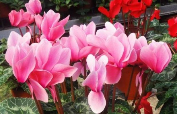 仙客来黄叶的原因（揭秘仙客黄叶之谜）
