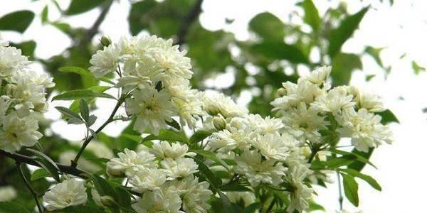 木香花的养殖技巧（打造芳香四溢的花园生活）