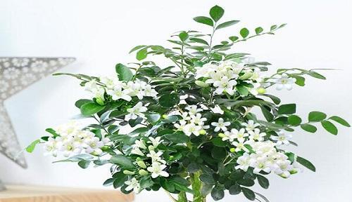 多种植物养殖方法（从种植到管理，助你打造绿色家园）
