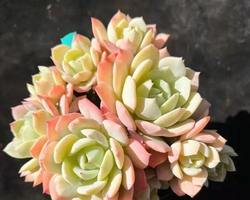 宝石花——瑰丽美景中的傲然之花