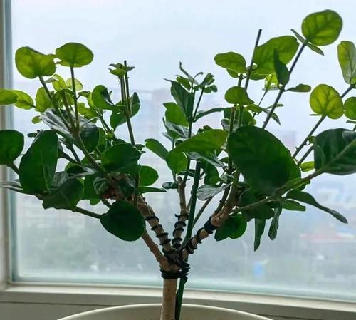 茉莉花黄叶的原因及应对方法（解析茉莉花黄叶的种种问题，让你养出美丽的茉莉花）