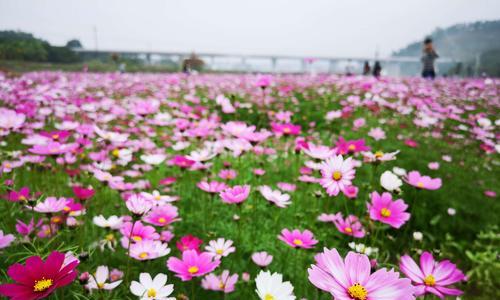 揭秘真正的格桑花（探究格桑花的外貌、特征及种类）