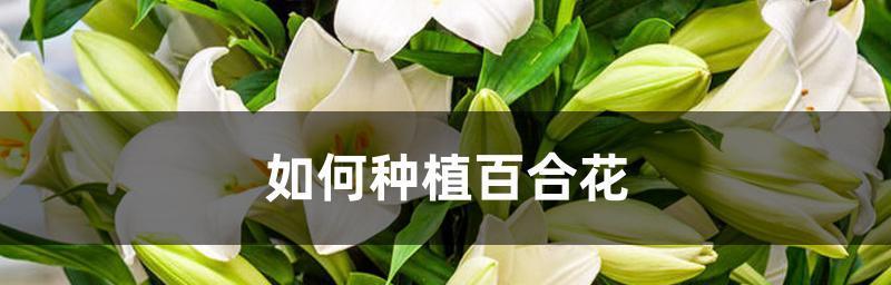 百合花种植技巧详解（打造美丽的百合花园，从这里开始！）