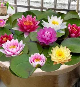 水上花卉的种植方法（学会种植碗莲和睡莲，打造水上花园）